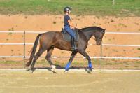 Vente de cheval : Nils M