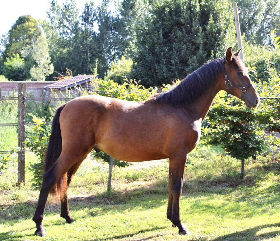 Vente de cheval : Ocelo caballarius
