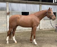 Vente de cheval : Kronos Folie