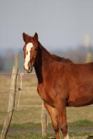 Vente de cheval : MAMZELLE FOLIE