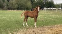 Vente de cheval : Mamzelle Folie