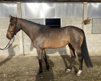 Vente de cheval : Imperia de felce