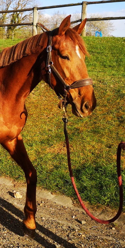 trotteur a vendre pas cher