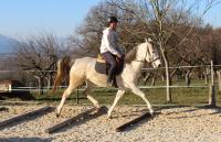 Vente de cheval : Aigoual Habiba