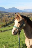 Vente de poney