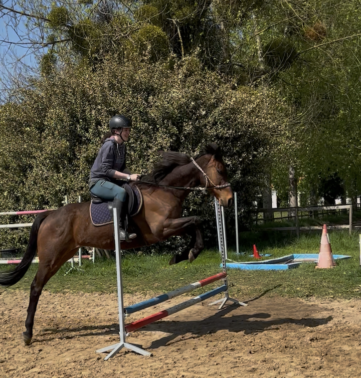 Vente de cheval : Plusieurs pur-sangs rforms