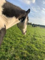 Pensions pour chevaux