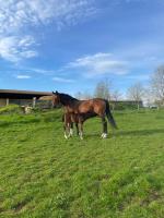 Pension quine boxe cheval hongre talon jument