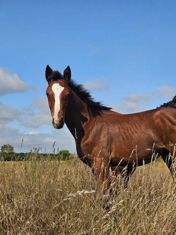 Vente de cheval : Phoca Di Prouvenco