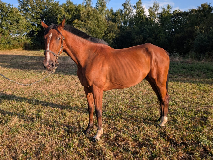 Vente de cheval : L?pe du Jal