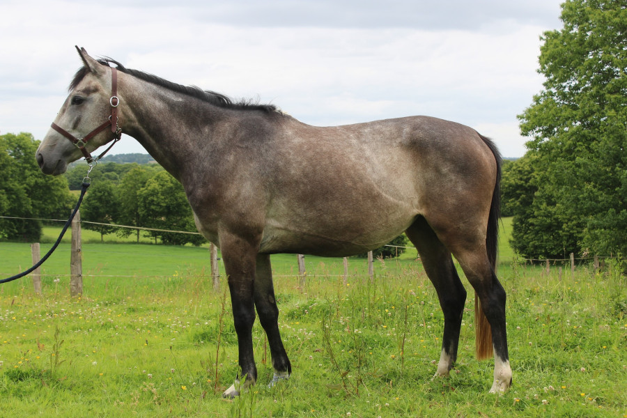 Vente de cheval : Mon Inquitude 