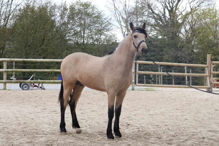 Cheval PRE 3 ans Isabelle