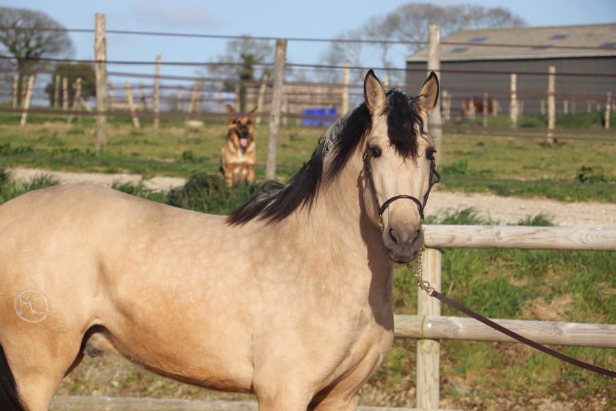 Cheval PRE 3 ans Isabelle