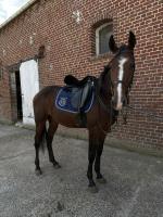 Vente de cheval : Number
