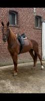 Vente de cheval : Jolie