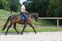 Vente de cheval : Lorena 