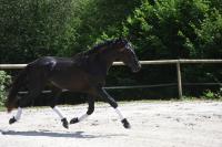 Vente de cheval : Morpheus Tex