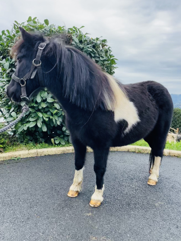 Vente de poney