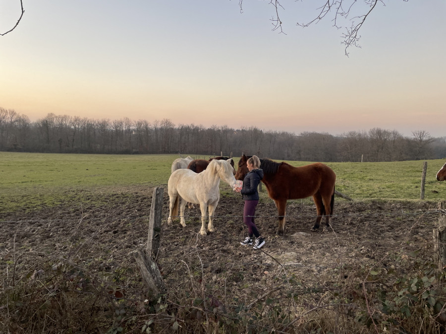 Vente de cheval : Owen