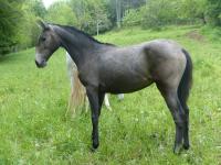 Vente de cheval : SAYANNA DU LOYE