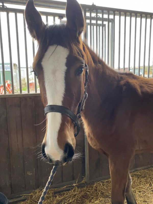 barbie cavalière et son cheval