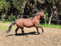 Vente de cheval : Lucifer