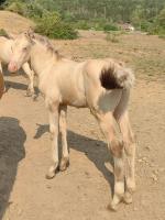 Vente de cheval : Cupidon du Prestige
