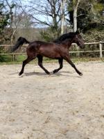 Vente de cheval : Jack des Bruyres