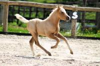 Vente de poney