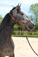 Vente de cheval : PETRA