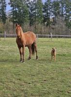 Vente de cheval : Mignon
