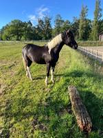 Vente de cheval : Mose