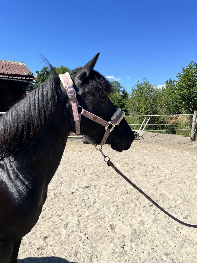 Vente de poney