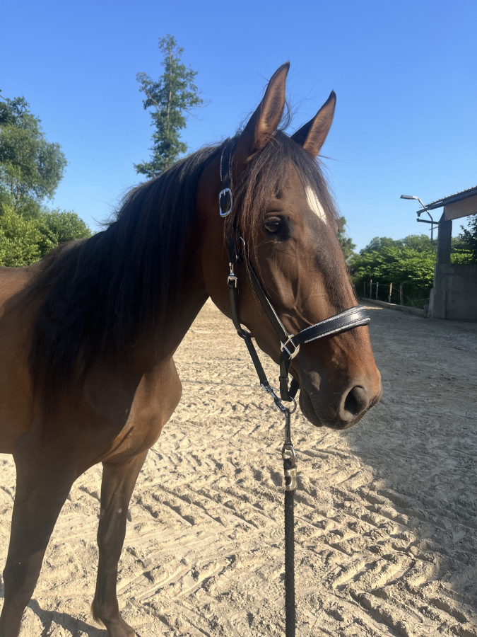 Vente de cheval : Cabiria 