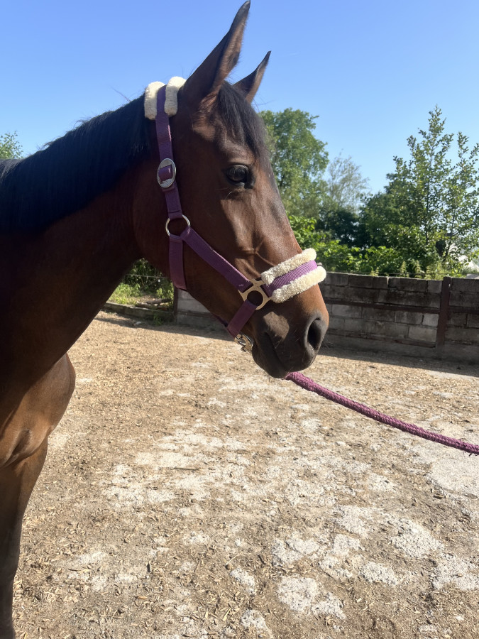 Vente de cheval : Triana 