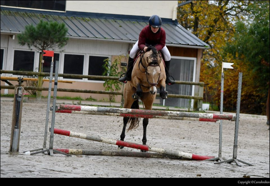 Poulain AES isabelle overo minimal ND1