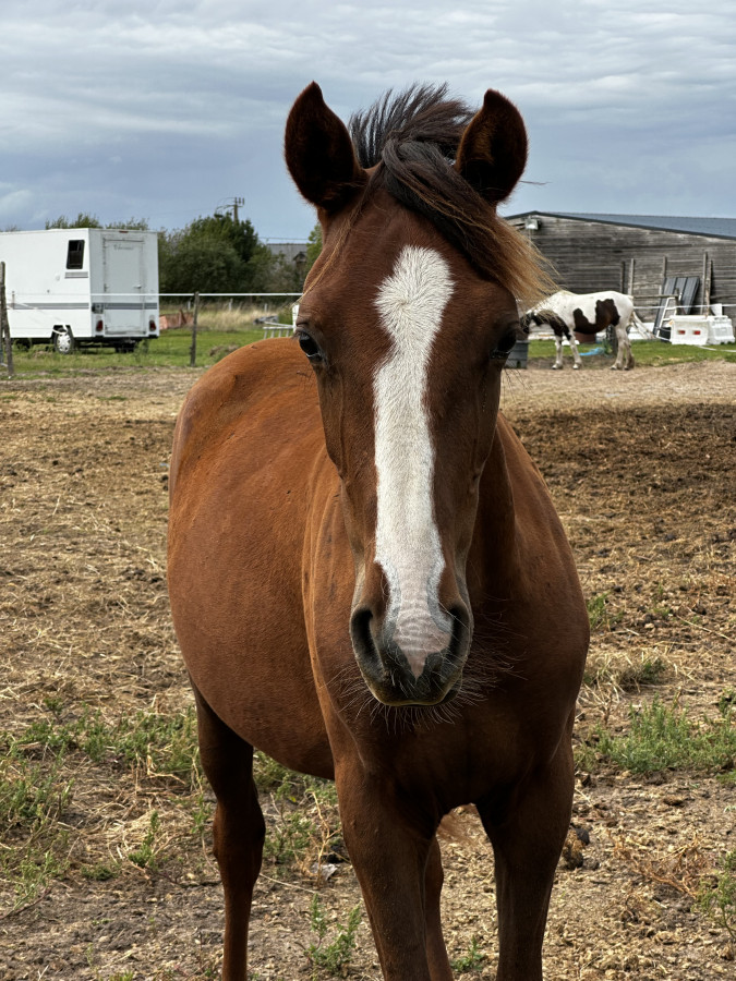 Vente de poney
