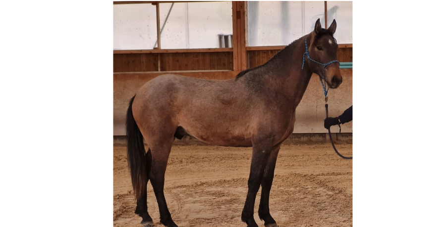 Vente de cheval : Kaya Song Edoras