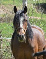 Vente de poney