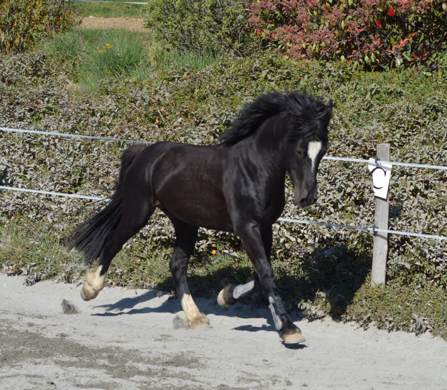 Poney entier 4 ans Welsh cob à vendre Poney entier 4 ans Welsh cob à vendre