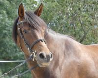 Vente de poney
