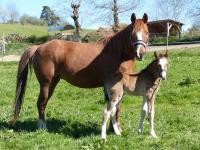 Vente de poney
