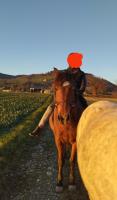 Vente de cheval : Saidja