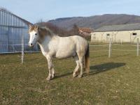 Vente de cheval : Indien de la Clastre