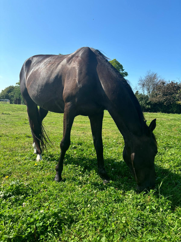 Vente de cheval : Karl de Lepine