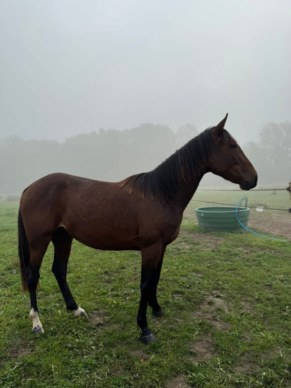 Vente de cheval : Nuage du sapin 