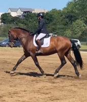 Vente de cheval : Duqu