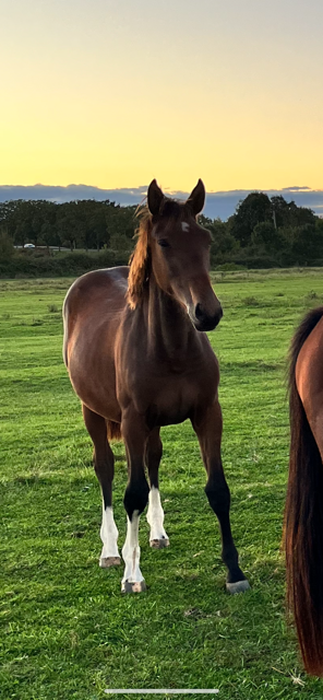 Vente de cheval : NIDZIRRIH DE SALOGNE