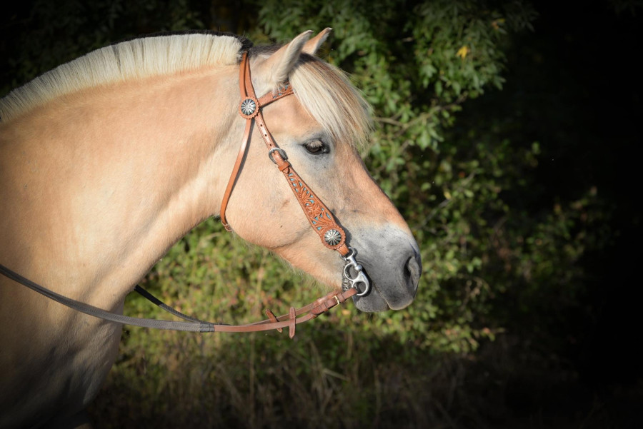 Vente de poney
