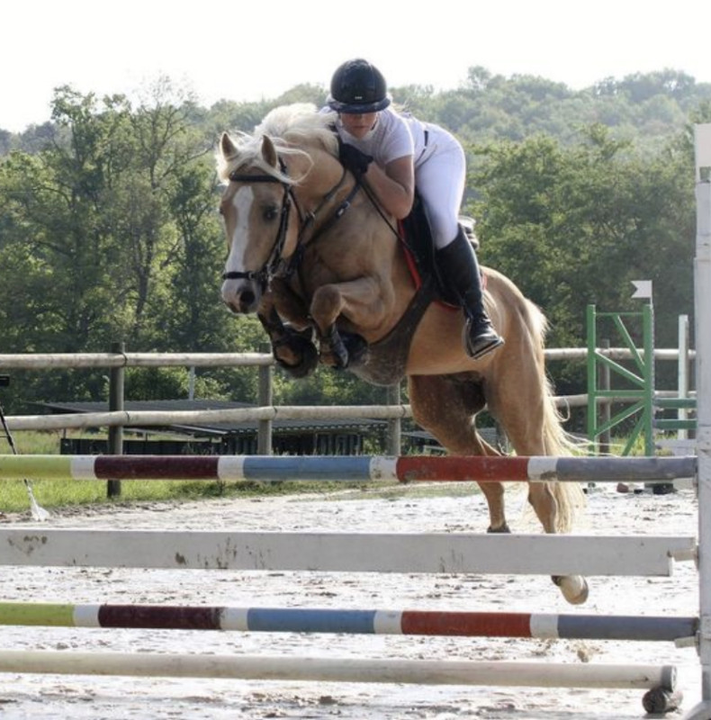 Vente de cheval : Marvel Galant